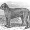 Origini e Storia del Mastiff: dall’Antichità al cane di oggi