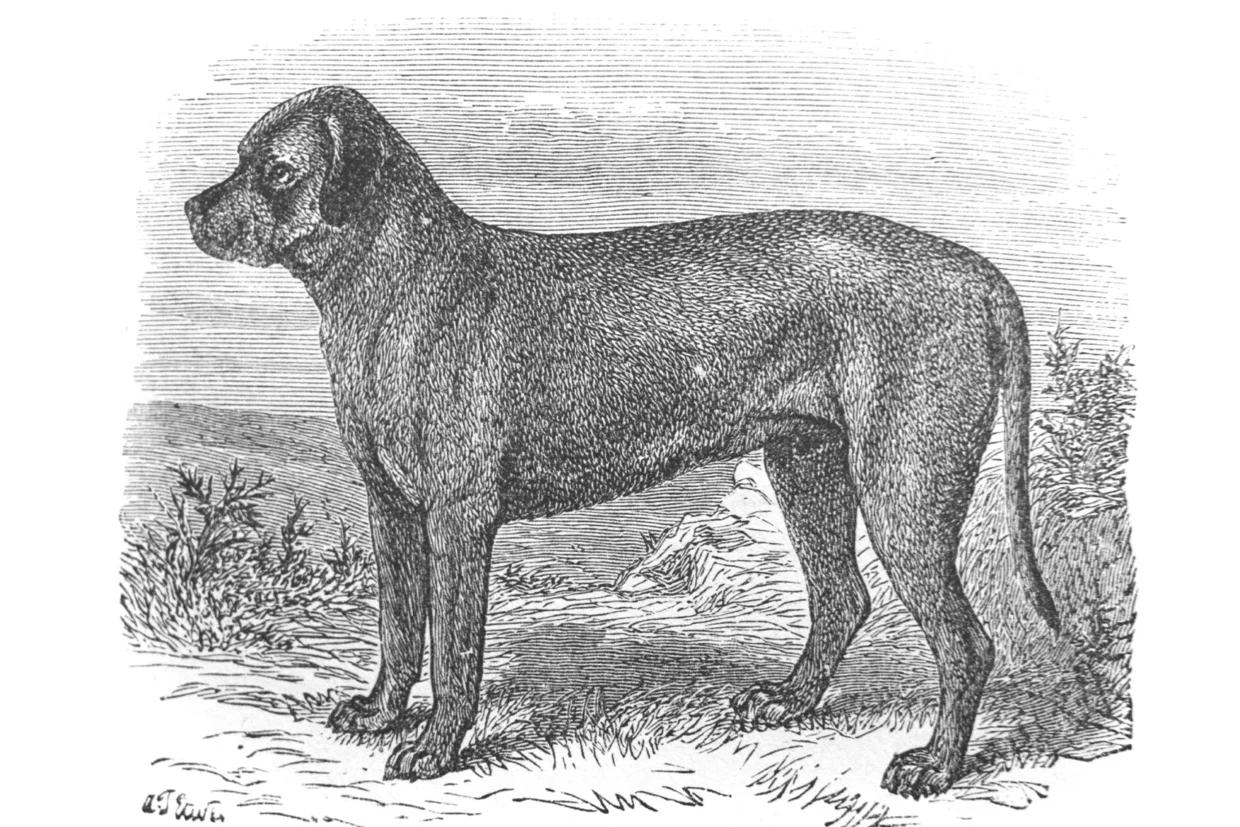 Origini e Storia del Mastiff: dall’Antichità al cane di oggi