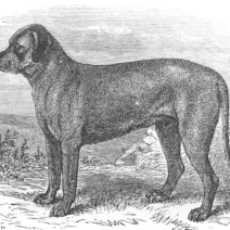 Origini e Storia del Mastiff: dall’Antichità al cane di oggi
