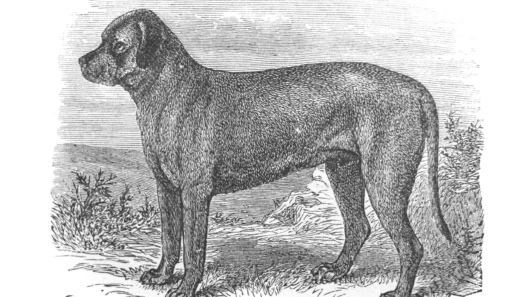 Origini e Storia del Mastiff: dall’Antichità al cane di oggi