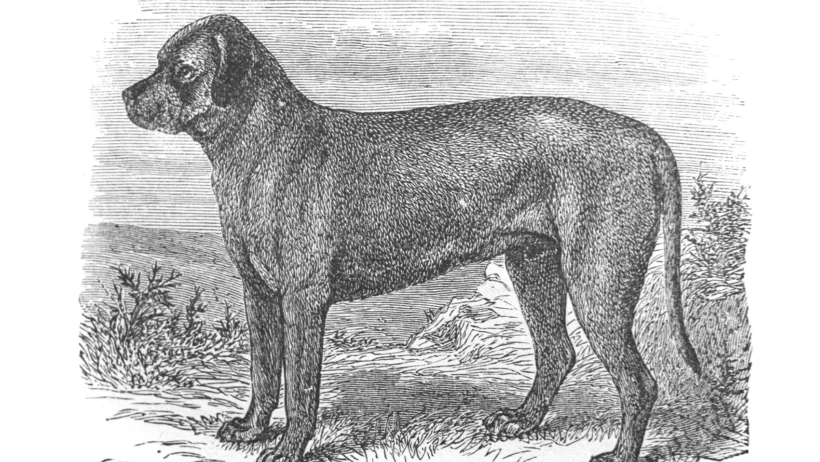 Origini e Storia del Mastiff: dall’Antichità al cane di oggi